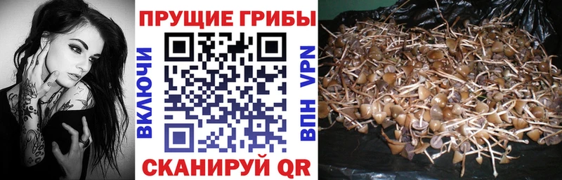 Псилоцибиновые грибы Psilocybe  купить   Ртищево 